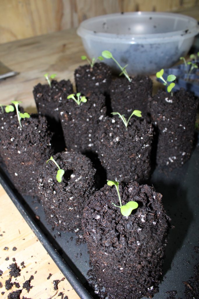 seedlings in soil blocks